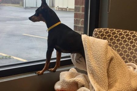 Dog Looking out the Window
