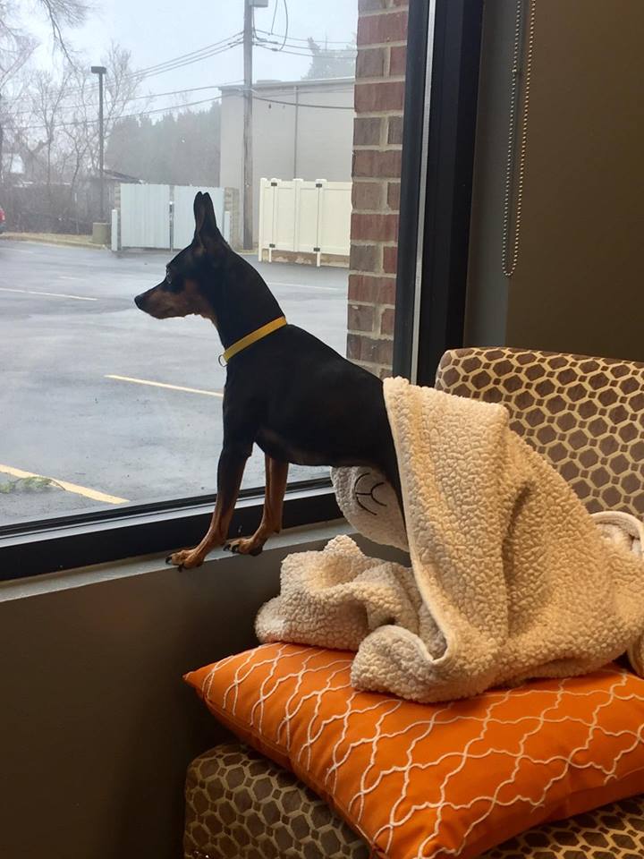 Dog Looking out the Window