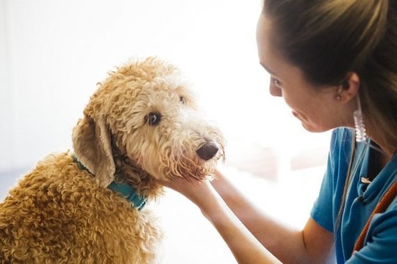 Petting happy dog