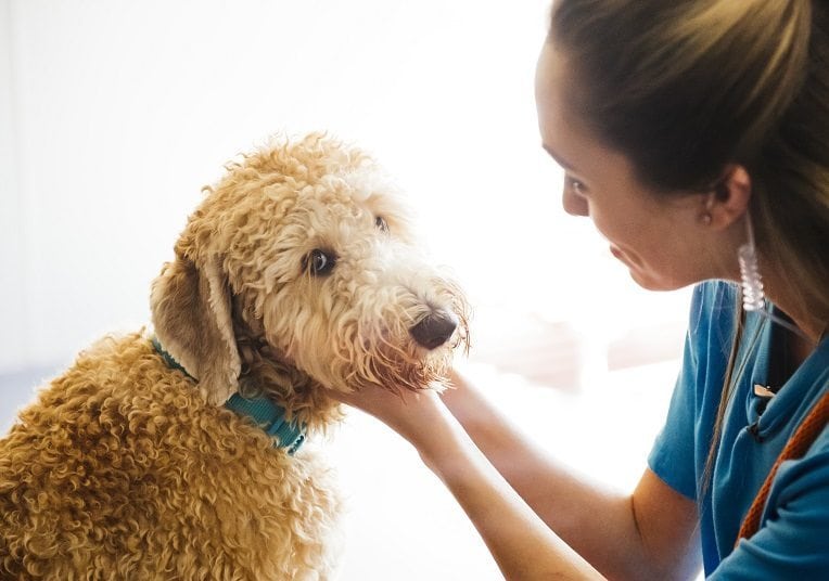 Petting happy dog