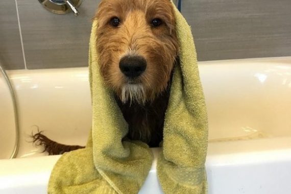 Dog with Towel on Head