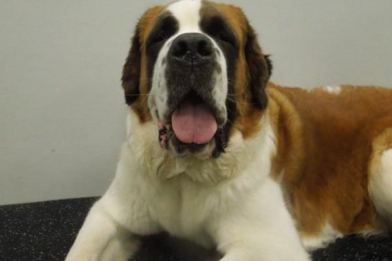 dogs like st bernard