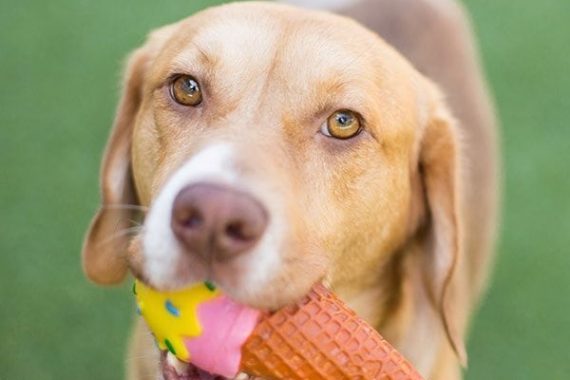 Dog Playing with Toy Ice Cream