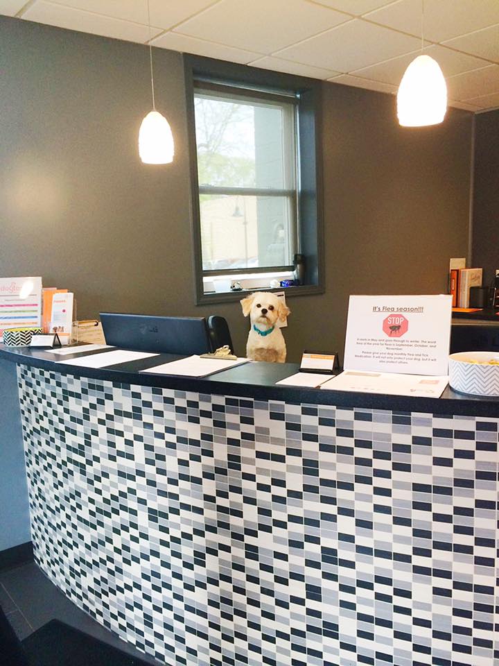 Doggie Behind Front Desk