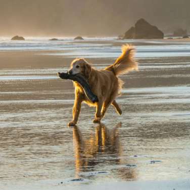 Golden Retriever on Beach