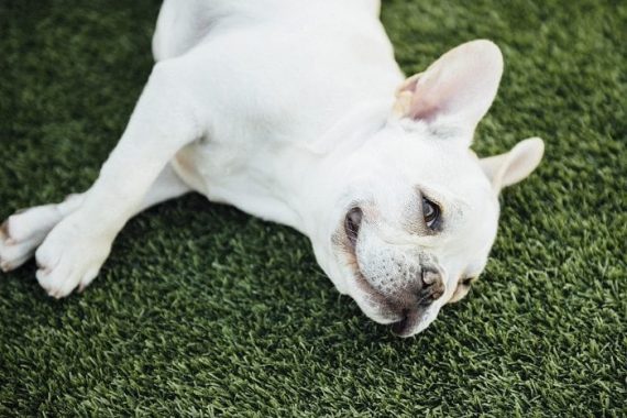 Frenchie Lying Down on Grass