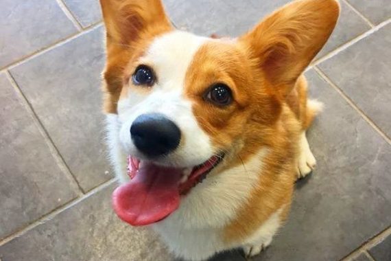 Corgi with Tongue Out