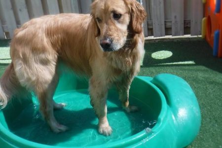 Golden Retriever in Pool
