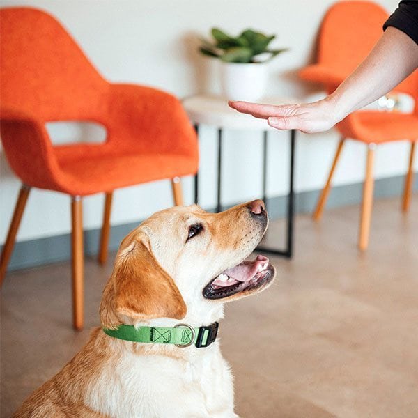 Dogtopia Training Services