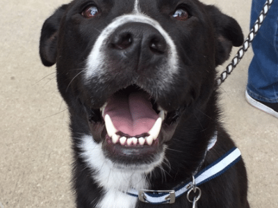 Excited dog