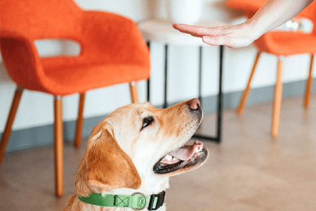 Teaching dog how to sit