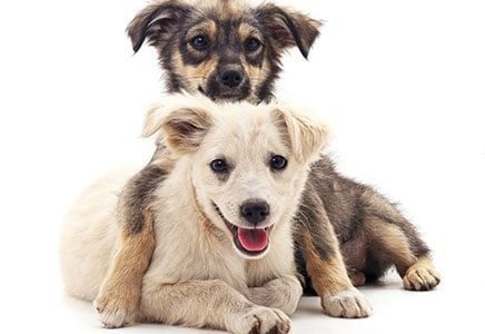 Puppies Posing Together