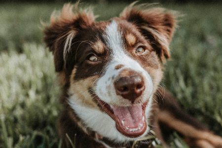dog showing teeth when playing