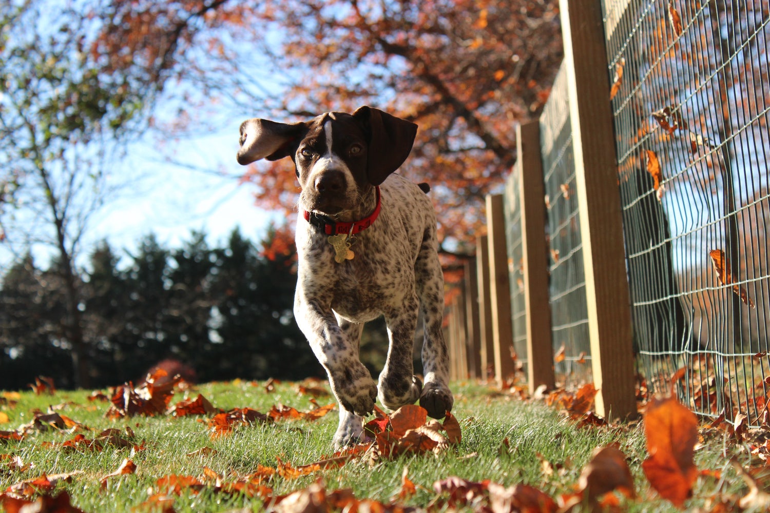Dog outside during fall