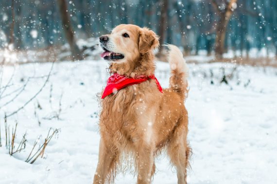 Golden Retriever Playing in Snow