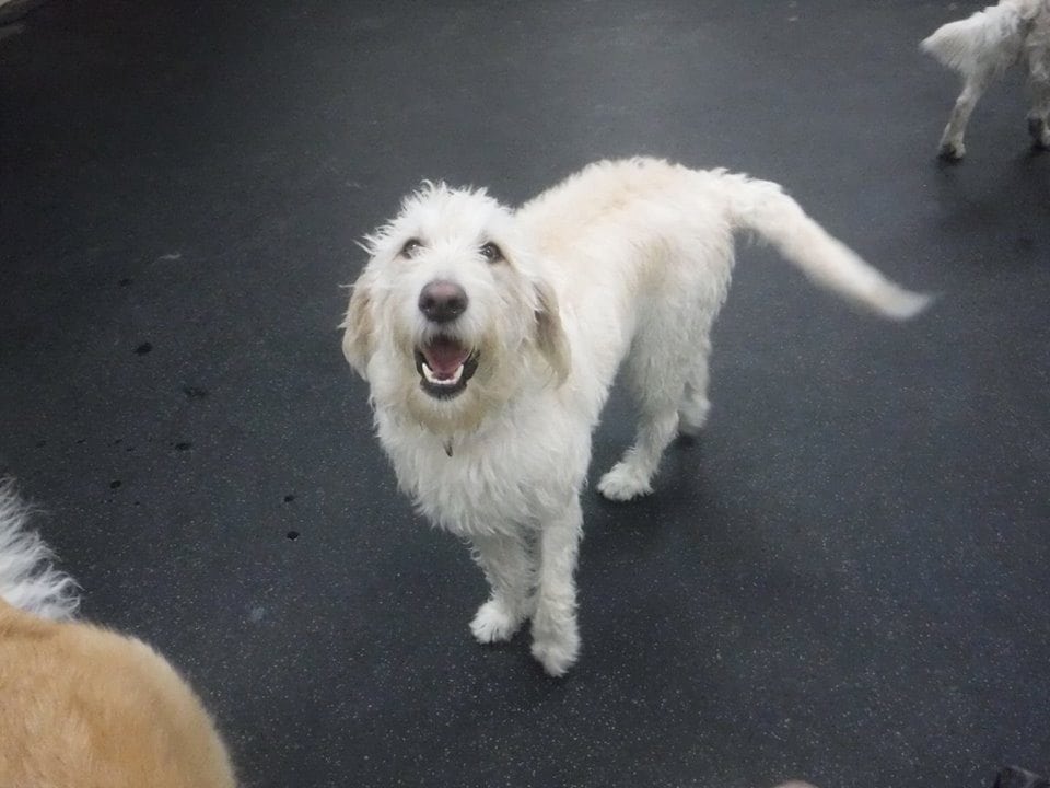 White dog smiling about playtime