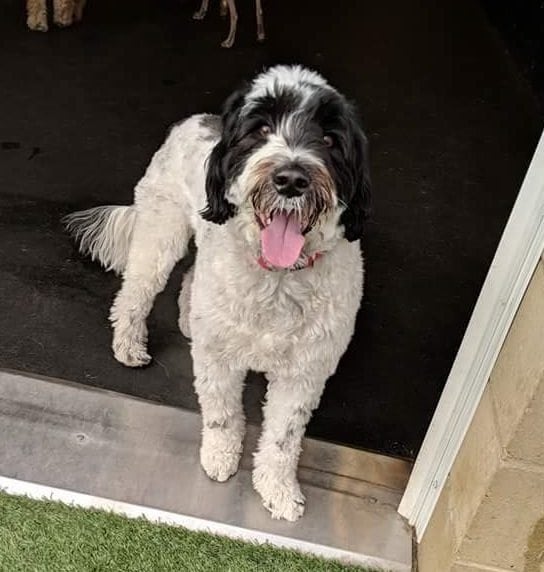Excited dog ready for playtime