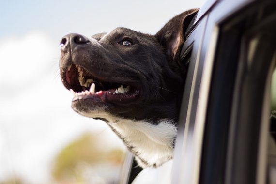 Dog in the Car