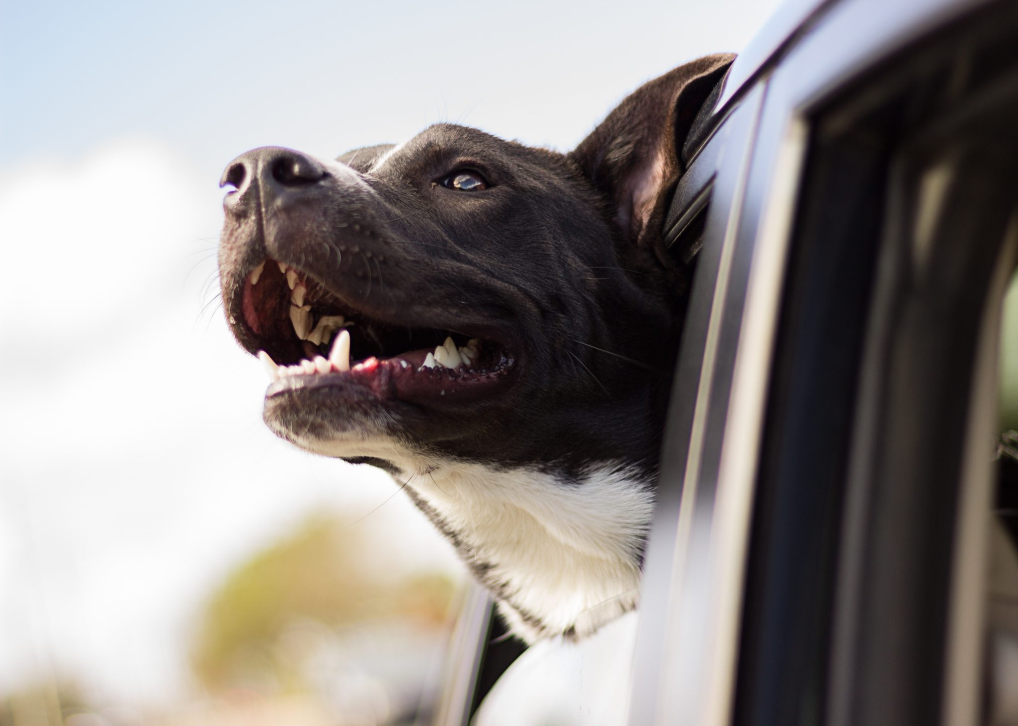 Dog in the Car