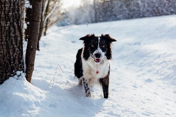 Dog playing in the snow