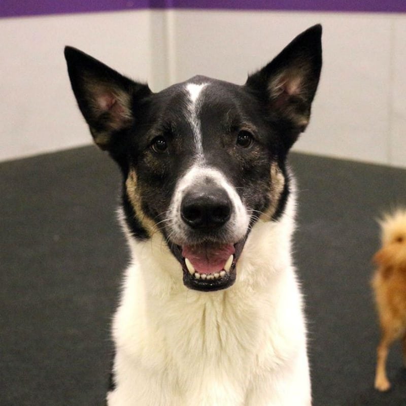 Smiling dog