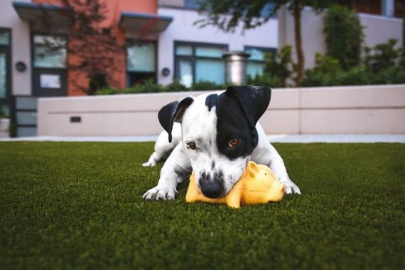 dog playing with toy outside