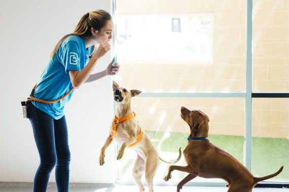 Dogs jumping for bubbles