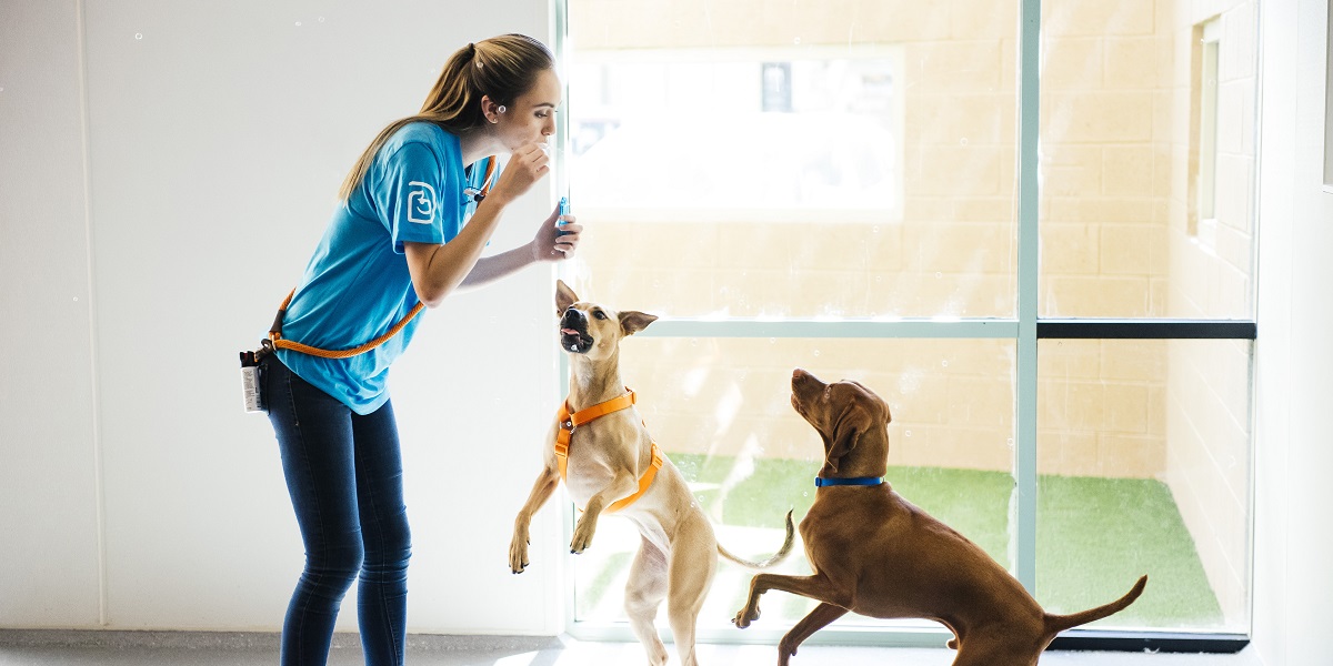 Dogs jumping for bubbles