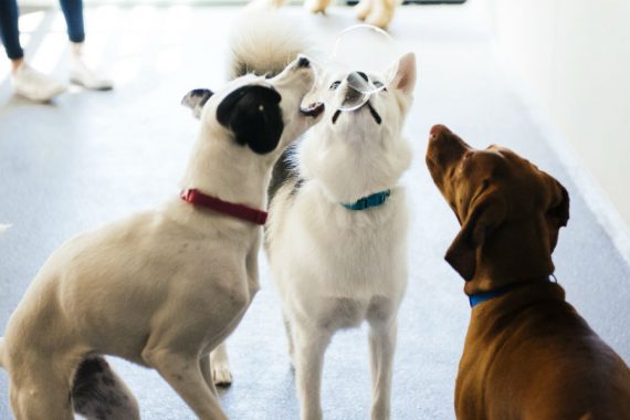 Dogs playing with bubbles