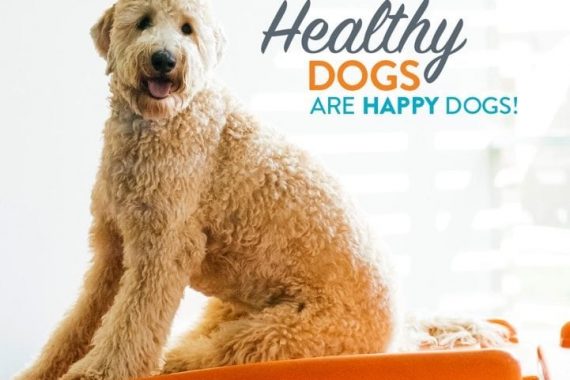 Healthy Dogs are Happy Dogs