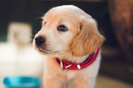 Cute puppy ready to play