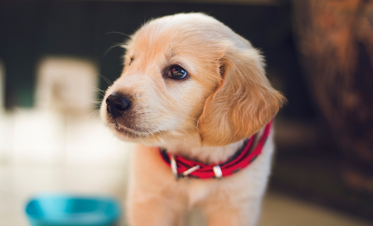 Cute puppy ready to play