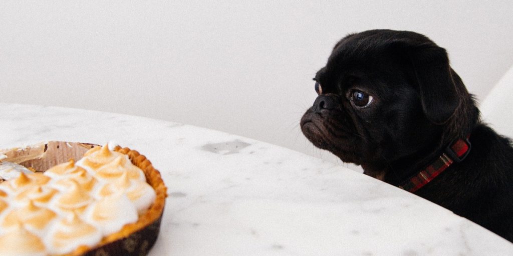 puppy looking at dessert