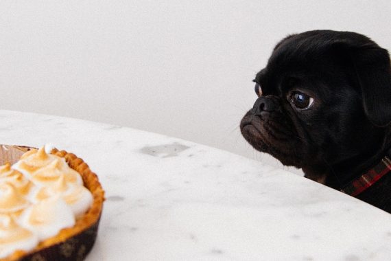 puppy looking at dessert