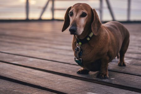 Obese Dachshund dog
