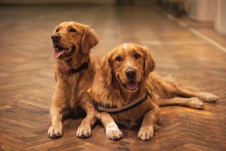 Playful dogs on floor