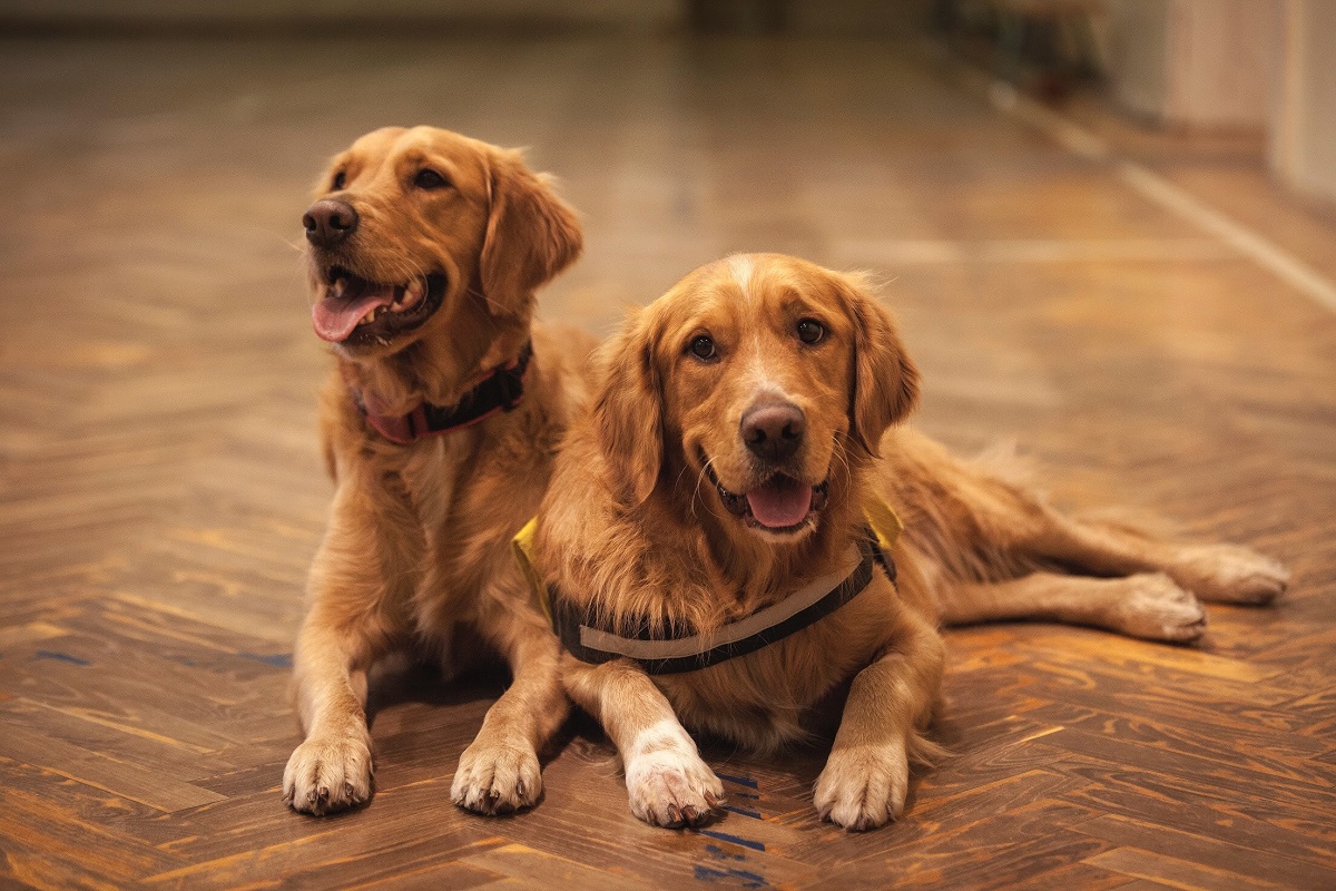 Playful dogs on floor