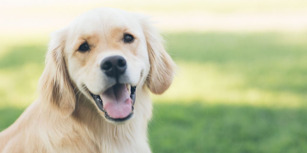 Joyful dog
