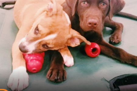 Playful Dogs