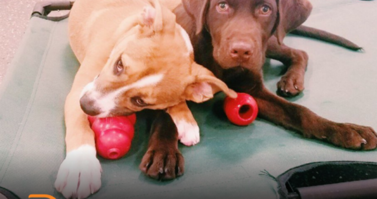 Playful Dogs