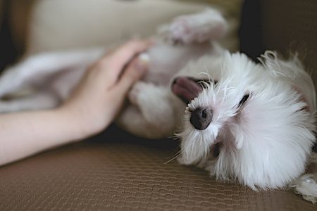 Giving a belly rub to the puppy