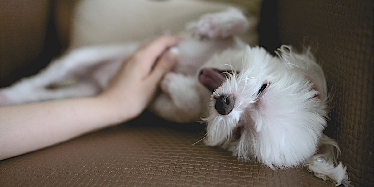Giving a belly rub to the puppy
