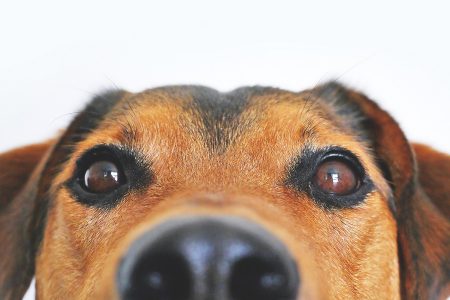 Close Up of Dog's Eyes