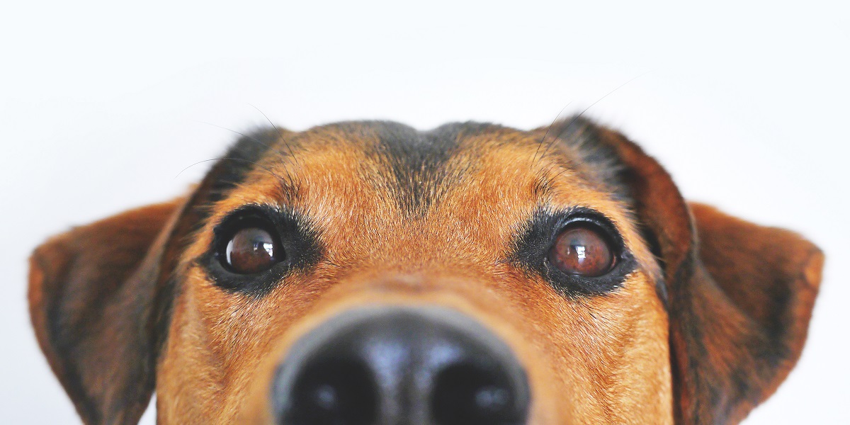 Close Up of Dog's Eyes