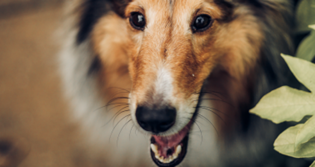 Foods for a Healthy, Shiny Coat Dogtopia