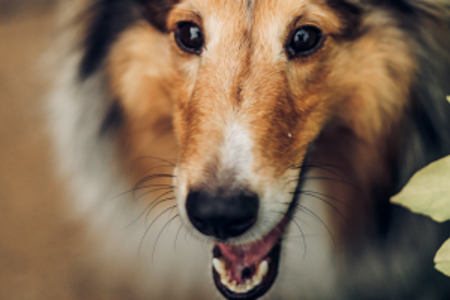 Sheltie Close Up