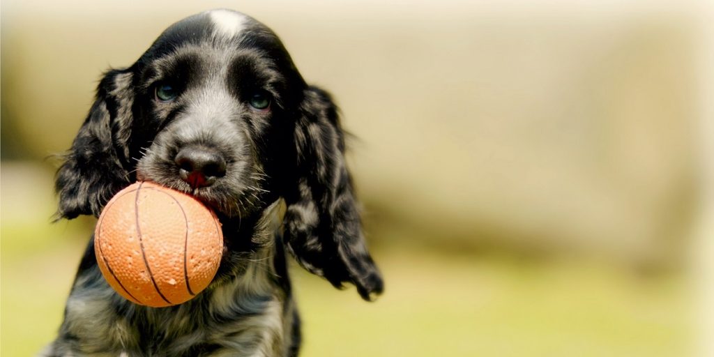 Dog playing basketball