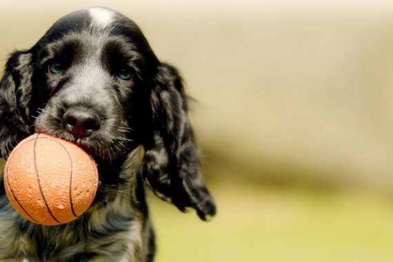 Dog playing basketball