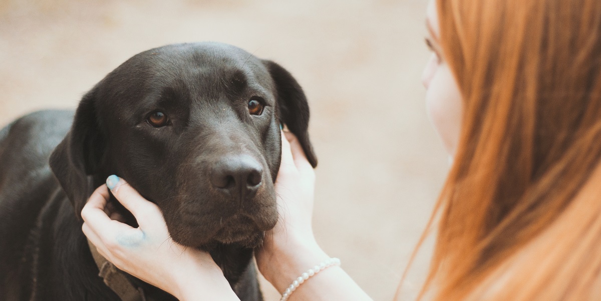 Dog interacting with girl