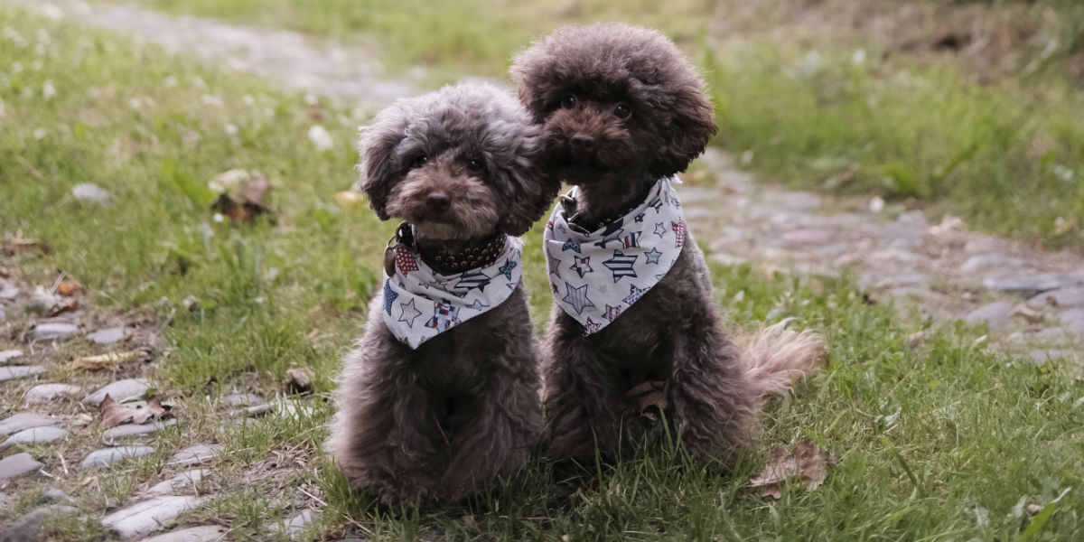 Two poodles playing